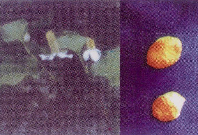 图32 鱼腥草花序(左)和种子